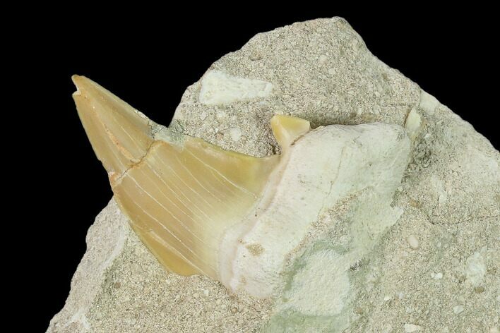 Bargain, Otodus Shark Tooth Fossil in Rock - Eocene #139926